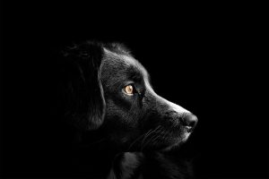Glucosamine voor honden: het waarom, wat en hoe van deze gewrichtsgezondheidssupplementen